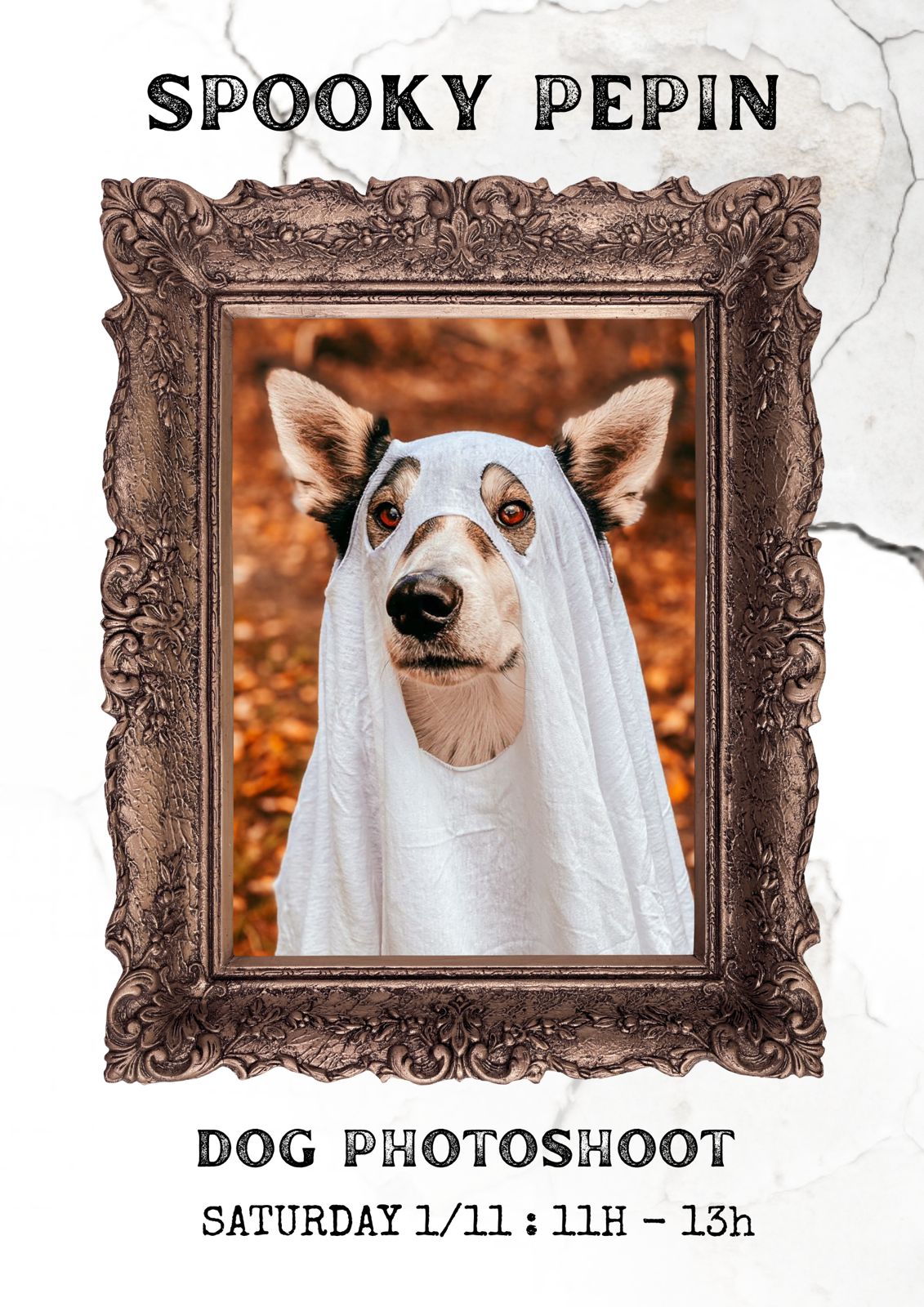 SPOOKY DOG PHOTOSHOOT photoshoot PEPIN 11h